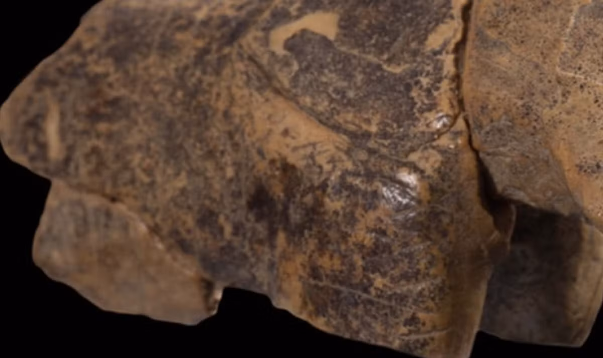 Hiện tại, các nhà nghiên cứu hiểu rằng bức tượng động vật lạ này không phải là một con ngựa mà là một thứ gì đó khác. Ảnh: @Đại học Tübingen.