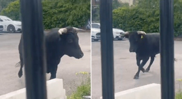 Ngay khi nhận được tin báo từ người dân, lực lượng cảnh sát đã nhanh chóng có mặt tại hiện trường. Họ bắt đầu truy đuổi con bò trên các con phố và đồng thời phát đi thông báo khẩn cấp tới người dân. Cảnh sát kêu gọi cộng đồng không được làm hại con bò nếu nhìn thấy nó, nhấn mạnh rằng "Con bò này không có biểu hiện hung hăng, nó chỉ đang hoảng sợ và bị lạc đường thôi".