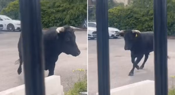 Ngay khi nhận được tin báo từ người dân, lực lượng cảnh sát đã nhanh chóng có mặt tại hiện trường. Họ bắt đầu truy đuổi con bò trên các con phố và đồng thời phát đi thông báo khẩn cấp tới người dân. Cảnh sát kêu gọi cộng đồng không được làm hại con bò nếu nhìn thấy nó, nhấn mạnh rằng "Con bò này không có biểu hiện hung hăng, nó chỉ đang hoảng sợ và bị lạc đường thôi".