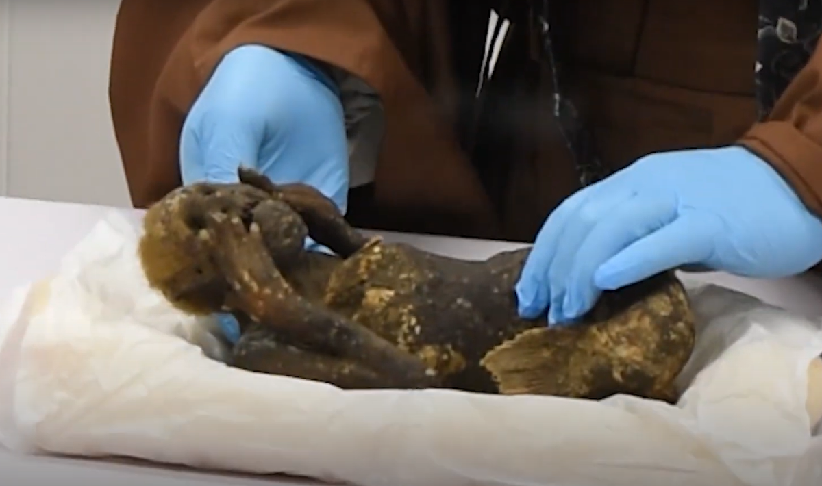 Họ đã tiến hành thử nghiệm "nàng tiên cá" để xác định xem nó có phải là sinh vật hữu cơ hay không. Ảnh: @Hội Văn hóa Dân gian Okayama.