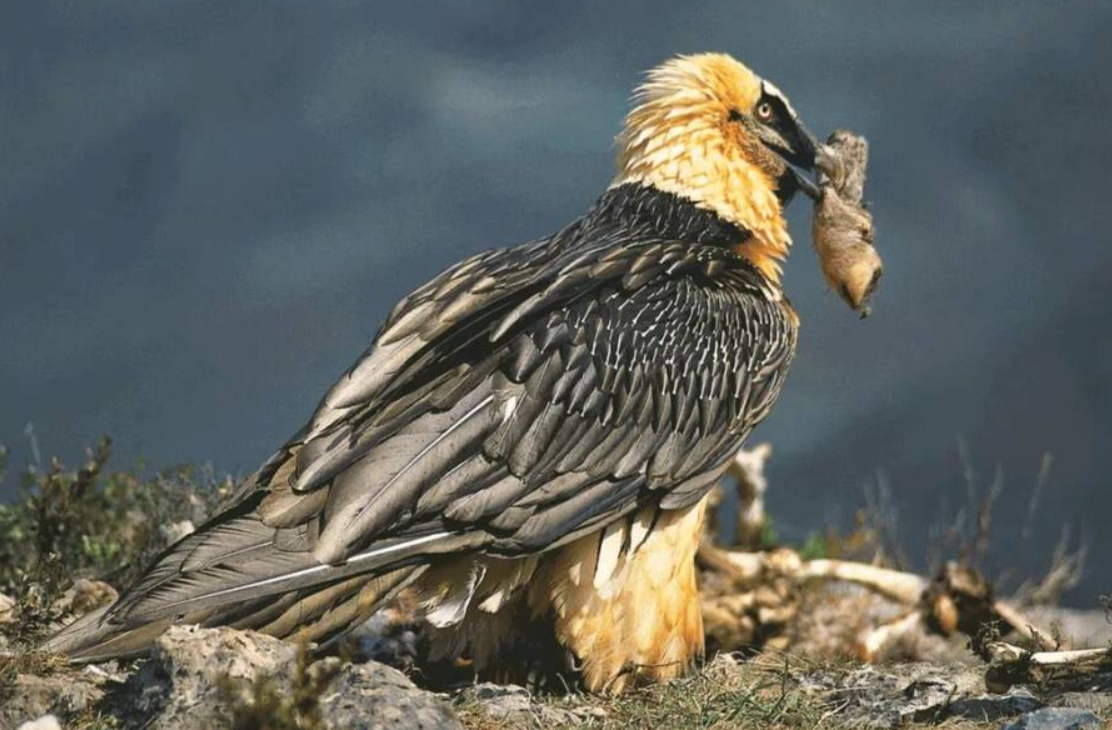 Điều này tuyệt vời đến nỗi các chuyên gia gọi tổ chim này là một "bảo tàng tự nhiên" thu nhỏ. Ảnh: @Viện Khảo Cổ Học Tây Ban Nha.