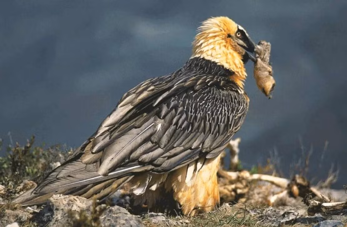 Điều này tuyệt vời đến nỗi các chuyên gia gọi tổ chim này là một "bảo tàng tự nhiên" thu nhỏ. Ảnh: @Viện Khảo Cổ Học Tây Ban Nha.