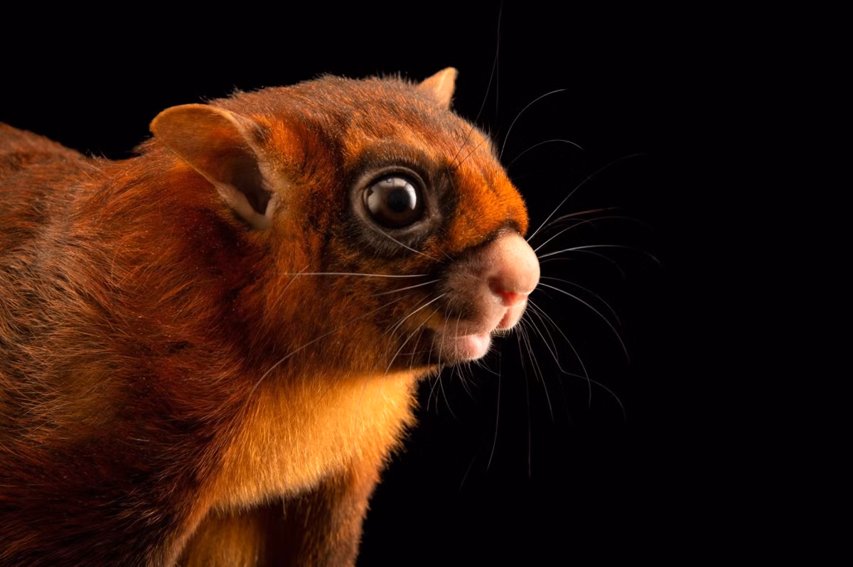 Một sự thật đáng chú ý khác đó là, trái với những gì người ta có thể mong đợi, Miopetaurista webbi không có quan hệ họ hàng gần với loài sóc bay mà chúng ta thấy ở Mỹ hiện nay. Trên thực tế, chúng có nhiều điểm chung hơn với loài sóc bay khổng lồ ở Trung Quốc, Indonesia và Nhật Bản. Ảnh: @Joel Sartore.