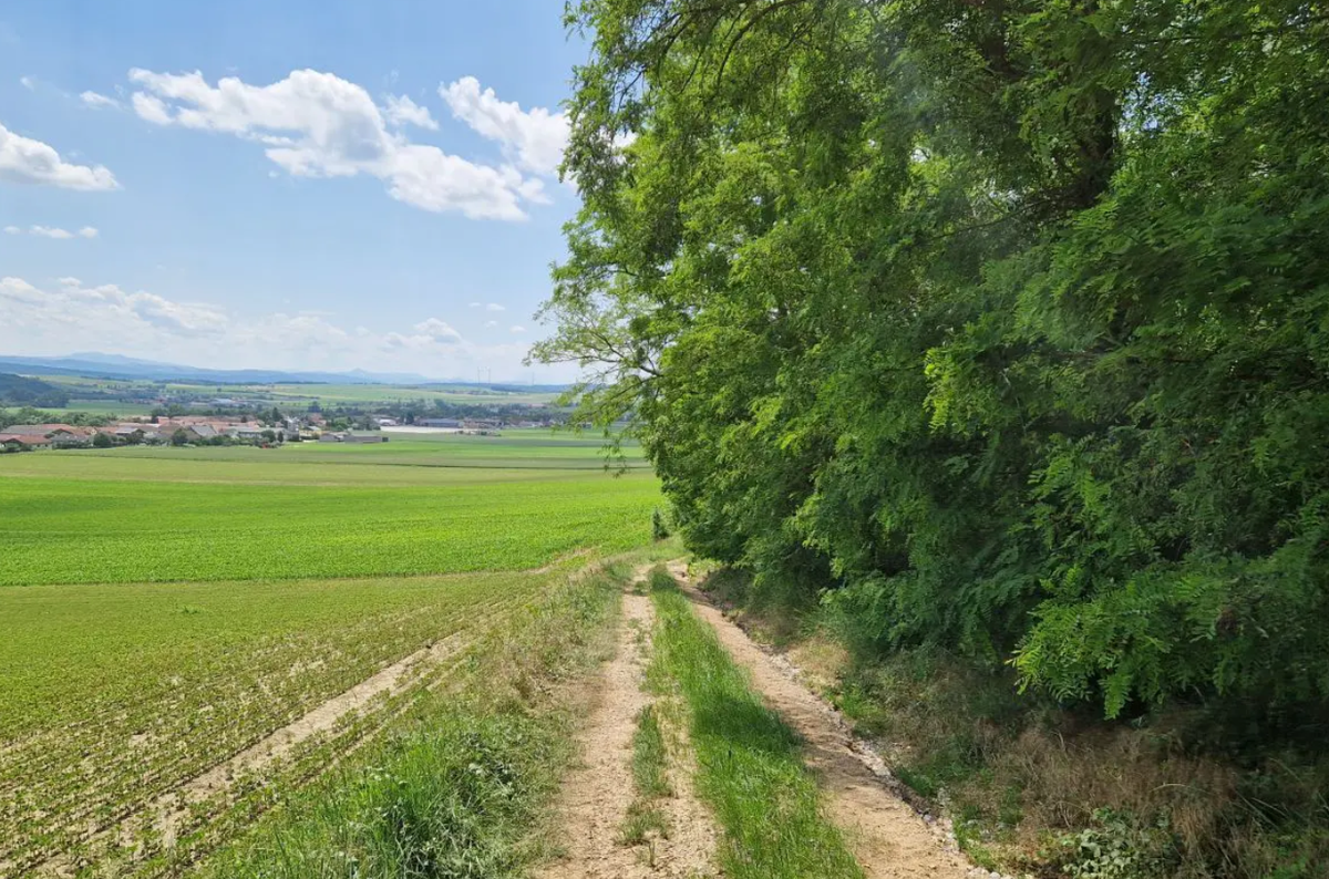 Vốn dĩ, các nhà khảo cổ học từ lâu đã biết rằng, Langmannersdorf an der Perschling ở Áo rất giàu hài cốt voi ma mút tiền sử. Ảnh: @Viện Hàn lâm Khoa học Áo.