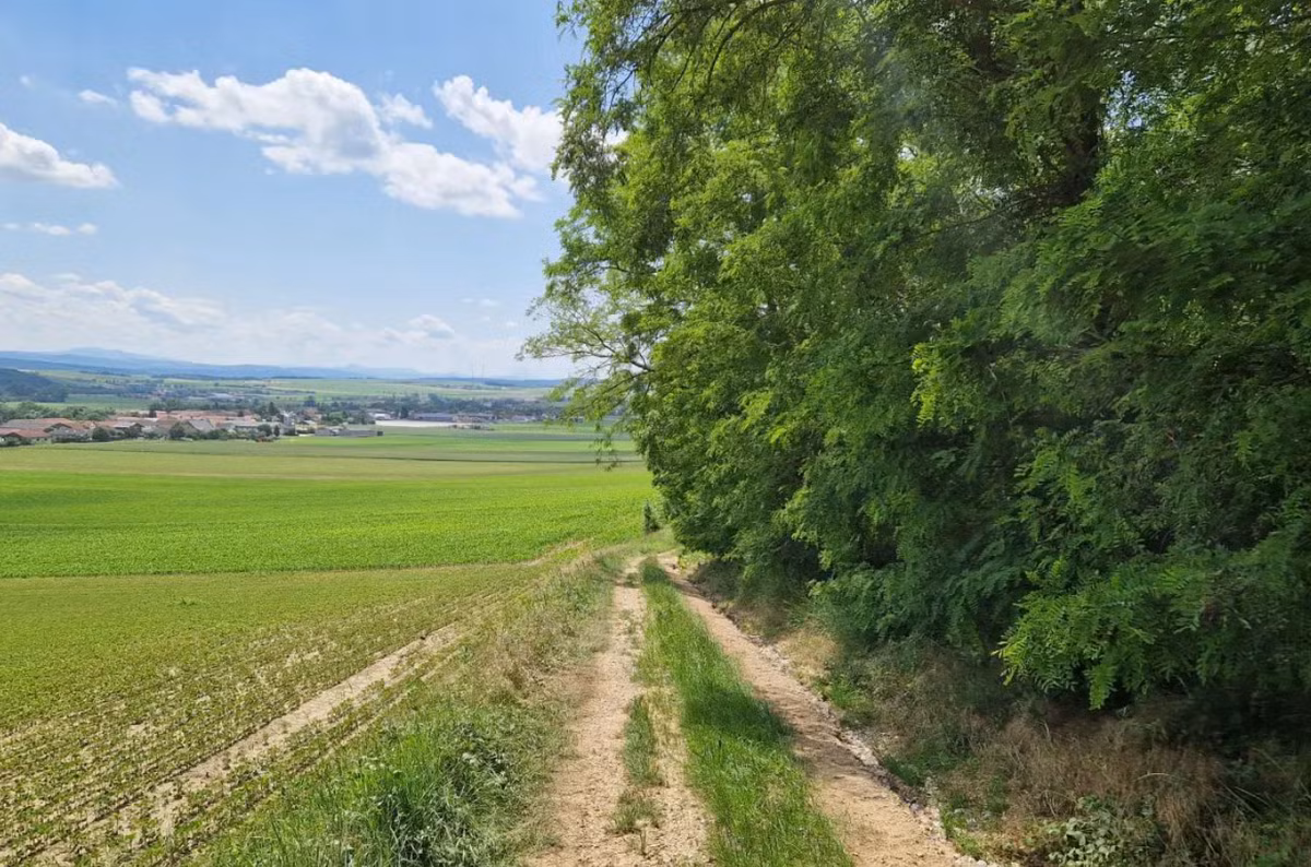 Vốn dĩ, các nhà khảo cổ học từ lâu đã biết rằng, Langmannersdorf an der Perschling ở Áo rất giàu hài cốt voi ma mút tiền sử. Ảnh: @Viện Hàn lâm Khoa học Áo.