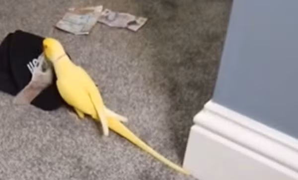 Trong thế giới tội phạm, những kẻ buôn ma túy thường tin rằng "tường có tai, vách có mạch". Nhưng chúng có lẽ không bao giờ ngờ rằng, chính một chú vẹt cưng lại có thể trở thành "nhân chứng" đắc lực nhất, cất tiếng hót tố cáo toàn bộ đường dây tội ác của chủ nhân. Một câu chuyện hy hữu vừa xảy ra tại Anh, nơi một video tưởng chừng vô hại về một chú vẹt lại trở thành chìa khóa then chốt giúp cảnh sát triệt phá một mạng lưới buôn bán ma túy quy mô lớn, khép lại bằng một bản án tổng cộng hơn 103 năm tù.