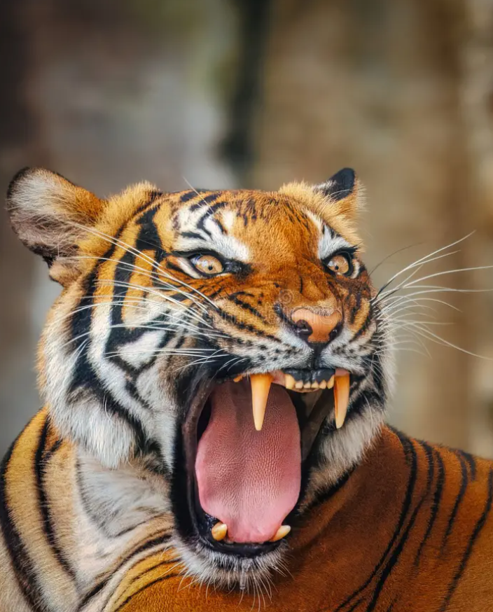 Trong văn hóa thần thoại Iran, hổ trở thành biểu tượng của chủ nghĩa anh hùng và sức mạnh thần thánh. Ảnh: @Getty Images.