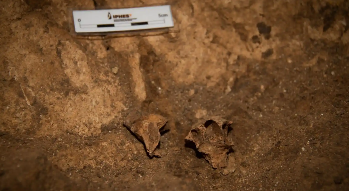 "Đây là lần đầu tiên chúng tôi tìm thấy hóa thạch người tiền sử Homo erectus ở những lớp sâu bất ngờ trong hang động này", María Martinón-Torres, một nhà cổ nhân học tại Trung tâm Nghiên cứu Quốc gia về Tiến hóa Loài người, cho biết. Ảnh: @Trung tâm Nghiên cứu Quốc gia về Tiến hóa Loài người.