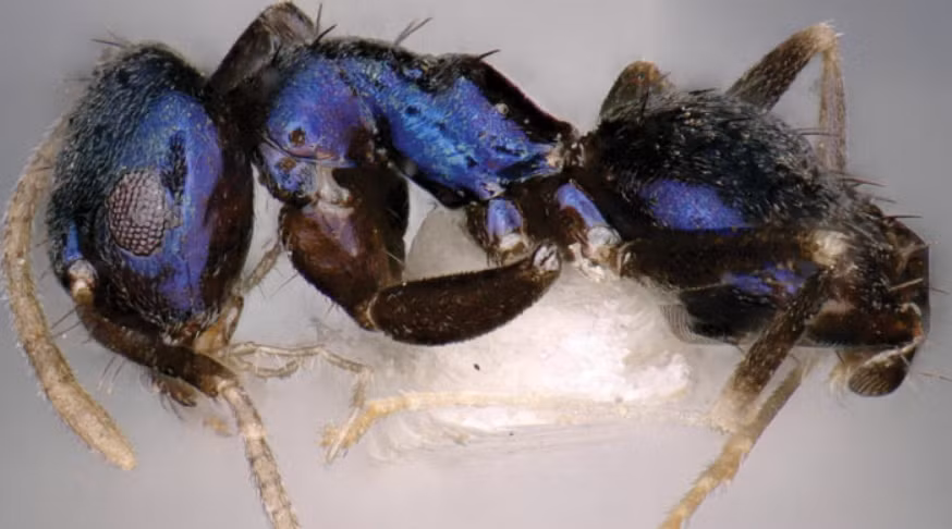 Tại sao loài kiến Paraparatrechina neela lại có màu xanh lam ánh kim? Câu hỏi này ác chuyên gia sẽ tìm hiểu trong thời gian tới. Ảnh: @Sahanashree.