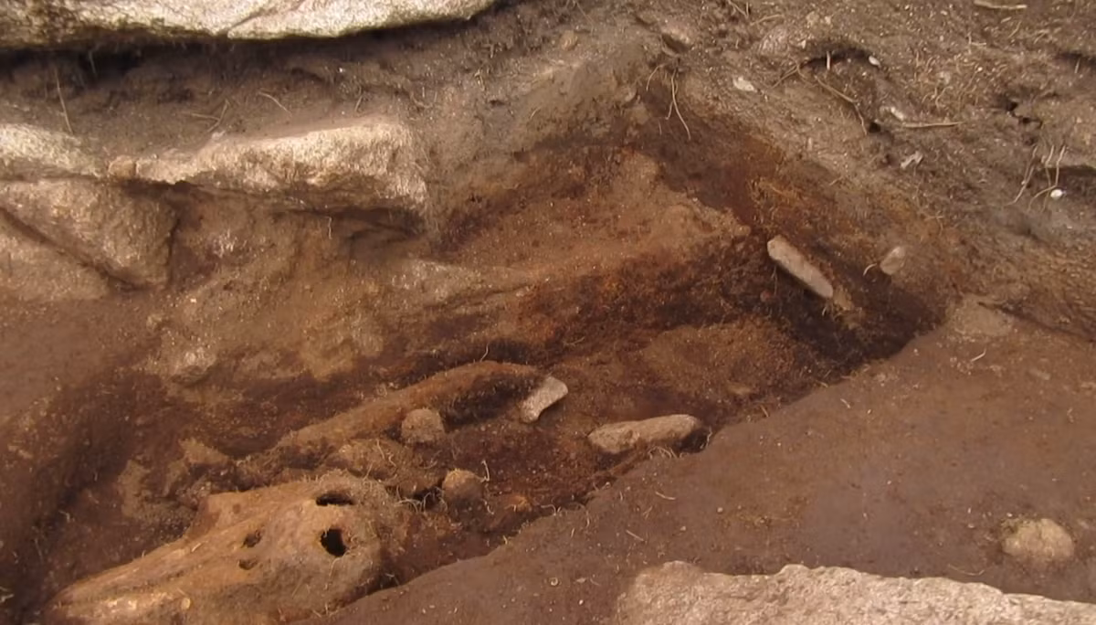 Các nhà khảo cổ học cho biết, bộ xương này rất có thể thuộc về một con cá heo, hoặc ít khả năng hơn là một loài bò sát biển nhỏ rất giống với cá heo. Ảnh: @Bảo tàng Quốc gia Anh.