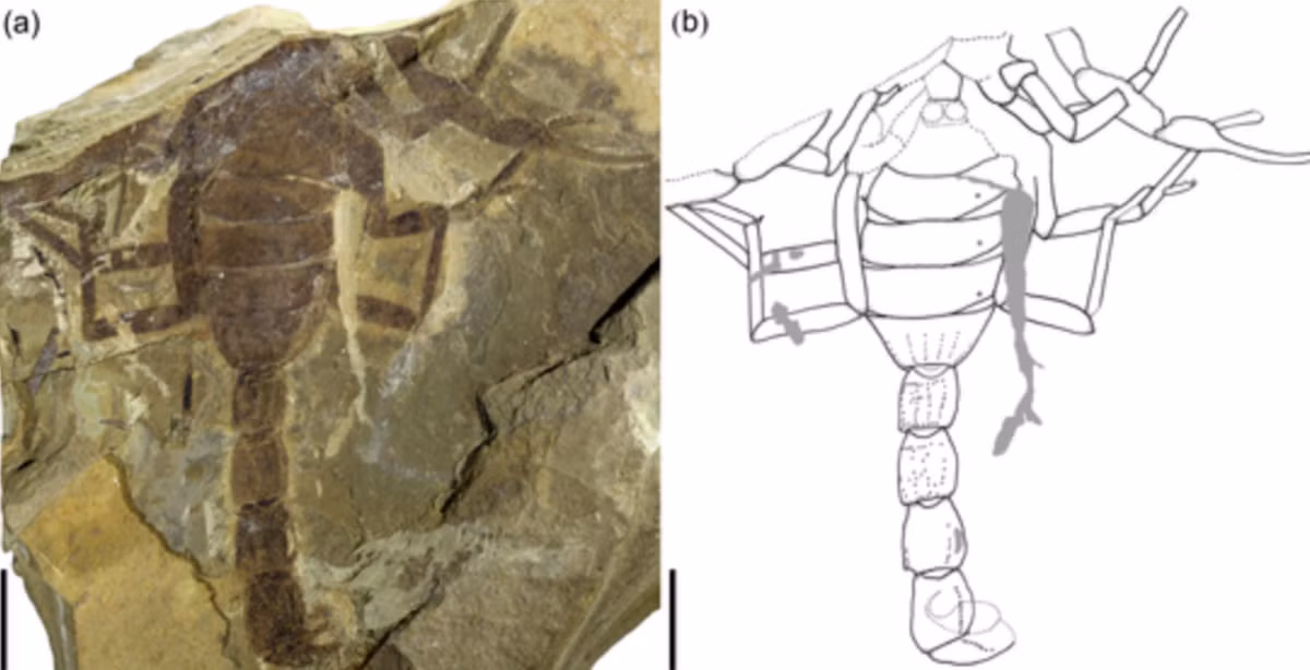 Các đánh giá ban đầu cho thấy, Jeholia longchengi thuộc chi bọ cạp Arthropoda, cũng là một chi bọ cạp có tương đối ít hồ sơ hóa thạch được tìm thấy. Ảnh: @NIGPAS.