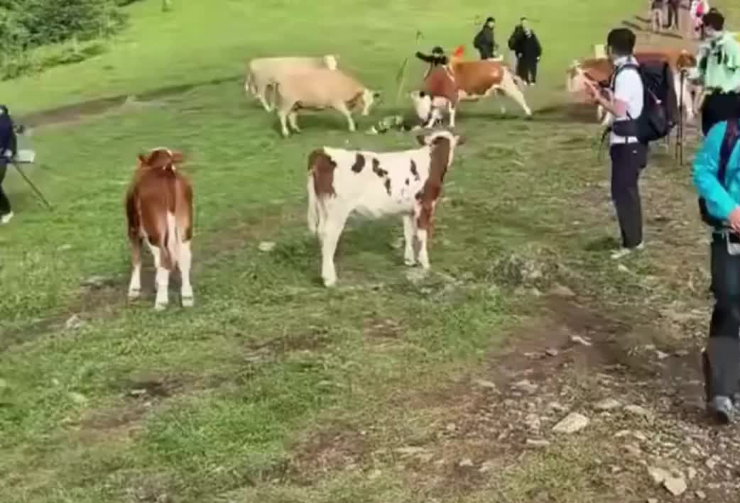 "Đáng đời thật! Cho bò ăn thịt bò khô, đây có phải là chuyện con người làm không?" một người dùng bình luận. "Động vật hiền lành không phải là lý do để quậy phá. Tự làm tự chịu thôi", một người khác viết. Nhiều người còn ca ngợi phản ứng của đàn bò là "một màn đáp trả hay", cho rằng nhóm du khách đã "chọc giận" những con vật có linh tính này quá mức.