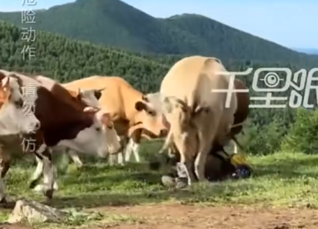 Đối mặt với sự trêu chọc dai dẳng và ngày càng quá đáng, sự kiên nhẫn của đàn bò, vốn được biết đến là hiền lành, dường như đã đi đến giới hạn.