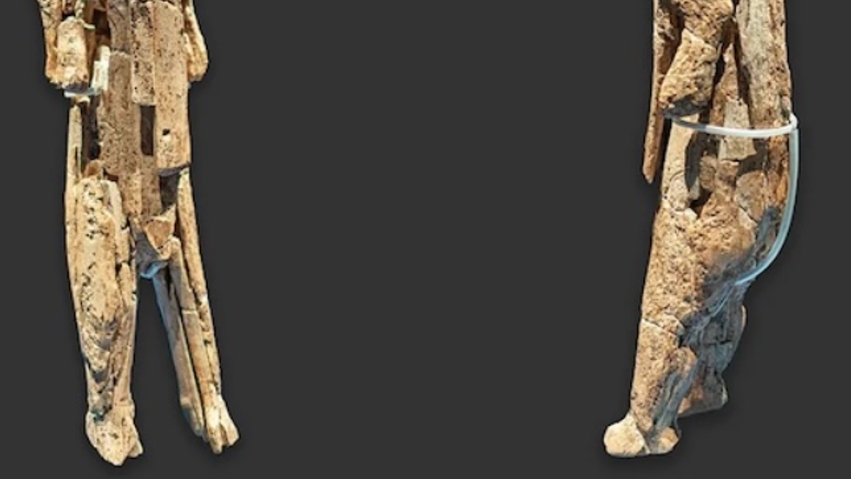 Nghiên cứu mới cho thấy hiện vật này được khai quật từ một lớp trầm tích trong hang động, có niên đại khoảng 40.000 năm trước. Ảnh: @Bảo tàng Ulm.