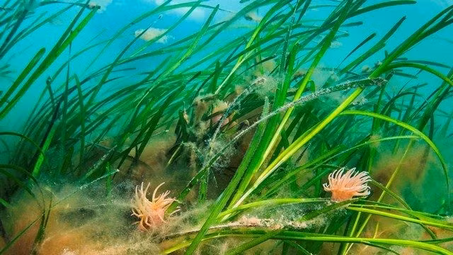 Hoa cỏ biển rất đẹp và một số trông rất giống với hoa trên cạn. Ảnh: @Ocean Conservation Trust.