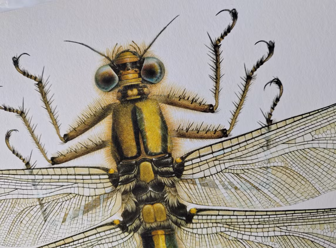 Các nhà cổ sinh vật học cho rằng, kích thước lớn của Meganeuropsis permiana có thể là do nồng độ oxy cao trong khí quyển vào thời điểm đó. Ảnh: @Carim Nahaboo Artwork.