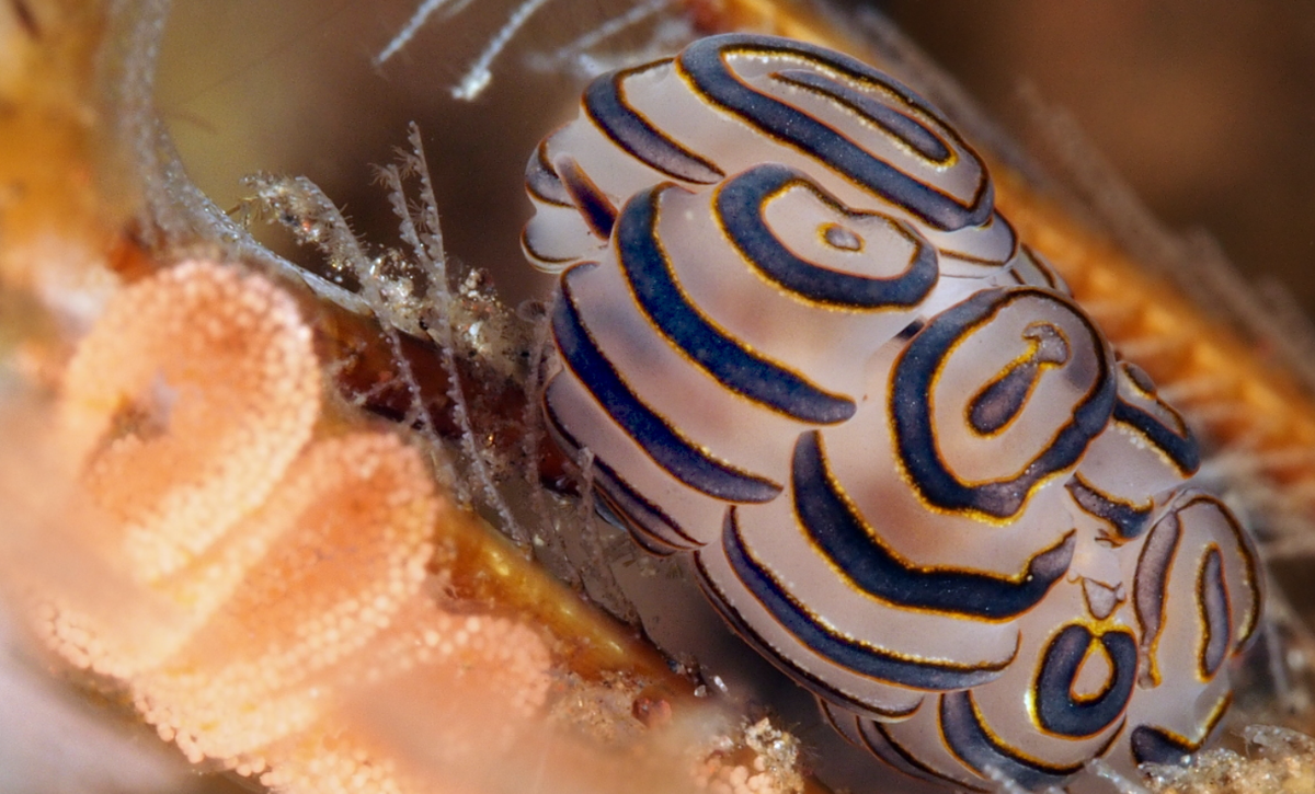 Sên biển Doto greenamyeri kiếm ăn bằng cách đâm thủng thân của các loài thủy tức và hút hết chất lỏng bên trong của chúng. Ảnh: @reefguide.