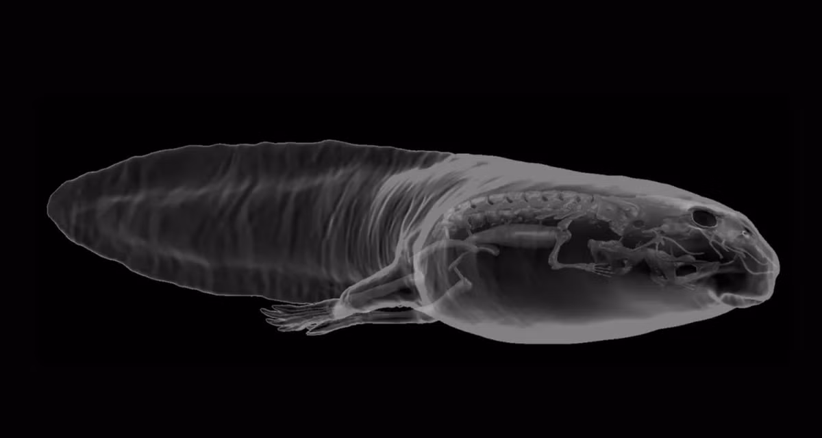 Theo nhóm nghiên cứu, nòng nọc Notobatrachus degiustoi tiền sử này có chiều dài gần 16 cm. Ảnh: @Mariana Chuliver.