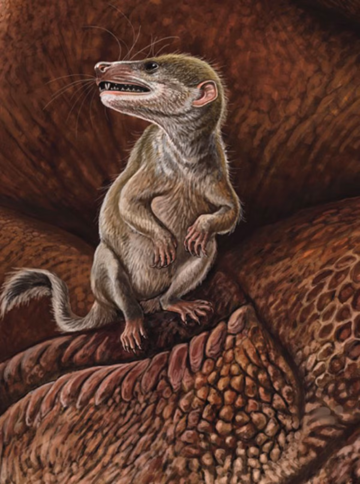 Loài động vật có vú cổ đại này có kích thước bằng một con chuột và thuộc họ Zhelestidae - một họ động vật có vú phân bố rộng rãi từ Âu Á đến Bắc Mỹ vào cuối Kỷ Phấn trắng. Ảnh: @Tsukasa Okoshi.