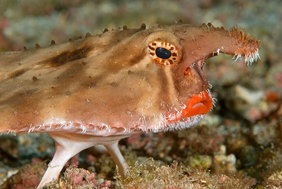 Thực tế, cá dơi môi đỏ là thành viên của bộ cá Lophiiformes, thường được gọi là cá cần câu. Giống như các thành viên khác của bộ cá này, cá dơi môi đỏ có một cấu trúc khác ở đỉnh đầu gọi là esca. Ảnh: @World's Biggest Animals.