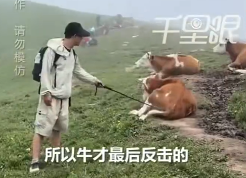 Theo lời kể của các nhân viên khu thắng cảnh và các video được lan truyền trên mạng xã hội, sự việc bắt nguồn từ những hành vi thiếu suy nghĩ và thiếu tôn trọng của một nhóm du khách.