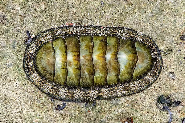 Để hiểu rõ hơn, chuyên gia Daniel Speiser đến từ trường Đại học California, đã tách một con mắt nhỏ ocelli ra khỏi cơ thể một chiton và nhúng vào một chất lỏng có tính axit nhẹ, để làm sạch chúng. Ảnh: @Duke Today - Duke University.