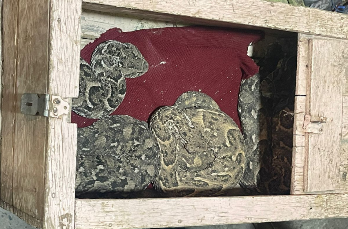 Các chính quyền đã bắt giữ 365 nghi phạm, và xác định sáu mạng lưới tội phạm xuyên quốc gia bị tình nghi buôn bán động vật và thực vật vốn được Công ước về buôn bán quốc tế các loài động vật và thực vật hoang dã nguy cấp (CITES) bảo vệ. Ảnh: @interpol.