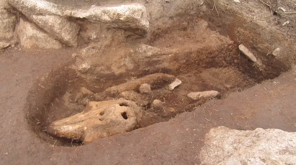 Nó được chôn cất chỉnh tề chu đáo y như người, trong ngôi mộ cổ có niên đại từ Thời Trung Cổ. Ảnh: @Bảo tàng Quốc gia Anh.