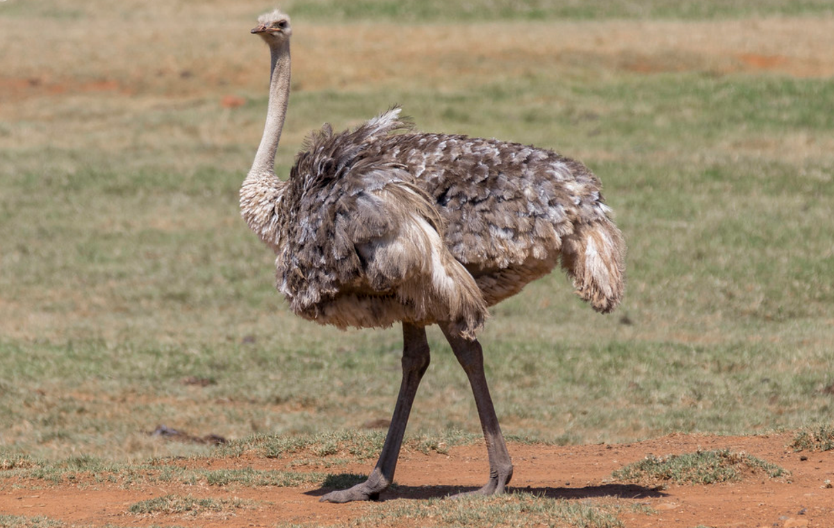 Ngược lại hoàn toàn, loài chim nặng nhất thế giới không thể bay là loài đà điểu Nam Phi. Đà điểu Nam Phi (Struthio camelus australis) được cho là có thể nặng tới 156 kg. Ảnh: @Gabriel Paladino Ibáñez.