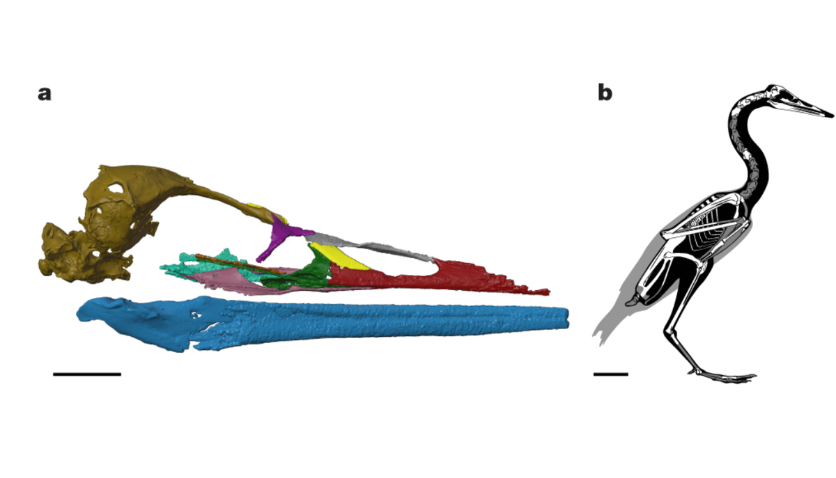 Hộp sọ của loài chim này cũng lớn, với thùy thị giác (cấu trúc não phân tích thông tin thị giác) dịch chuyển xuống dưới, mang nhiều đặc điểm giống loài chim nước hiện đại. Ảnh: @ Owlcation.