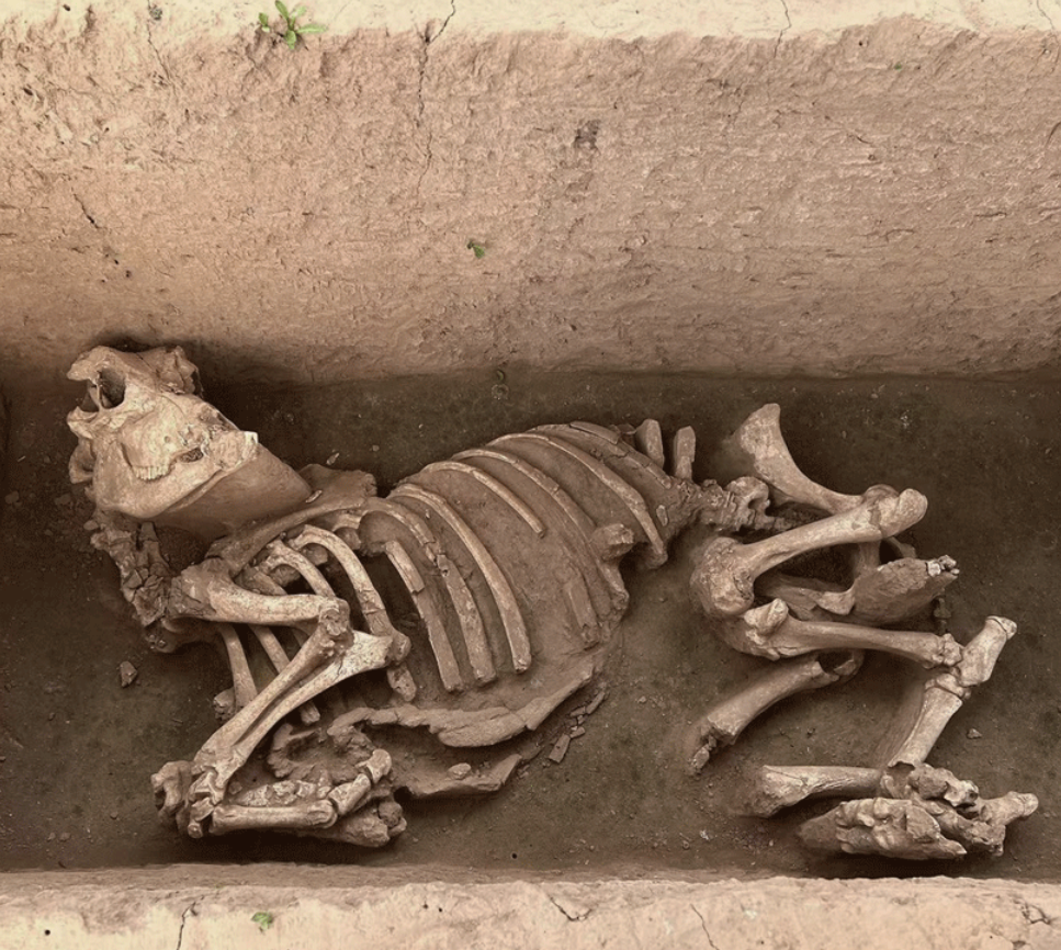 Mô hình này cho thấy việc sử dụng chân trước bên trái có thể là một quy ước nghi lễ tiêu chuẩn cổ xưa nào đó. Ảnh: @Wang Ru/China Daily.