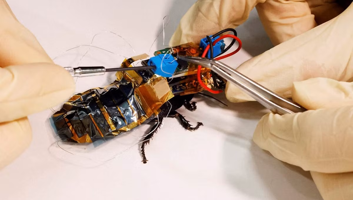 Gián Cyborg là khái niệm để chỉ những sinh vật tồn tại ở cả hai dạng: phần cơ thể sống và phần máy robot. Gián cyborg nghĩa là việc gắn một thiết bị robot vào lưng của con côn trùng này rồi điều khiển từ xa, dùng nó để thực hiện các nhiệm vụ khác nhau. Ảnh: @ The Indian Express.