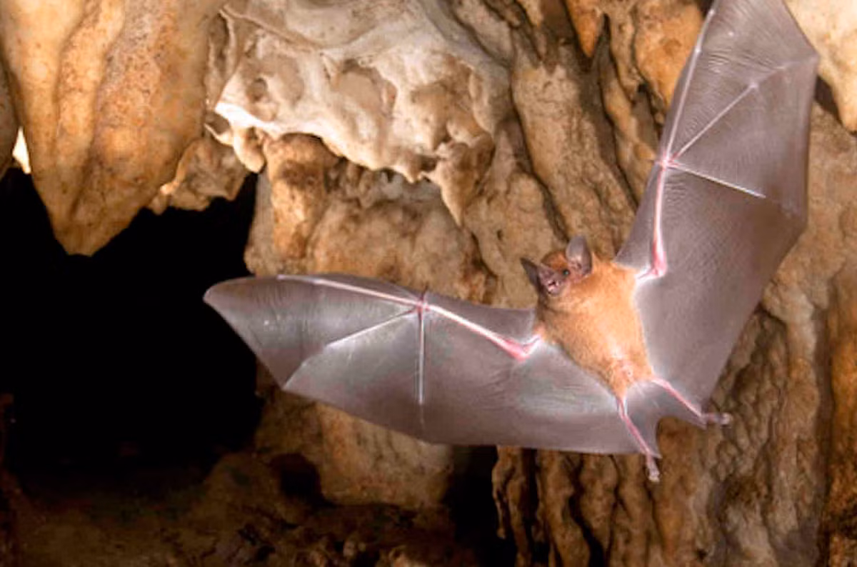 Địa điểm này, được gọi là Cueva de los Murciélagos trong tiếng Tây Ban Nha, và phát hiện khảo cổ mới tại đây đã cung cấp những hiểu biết, kiến thức có giá trị về nghề thủ công mỹ nghệ, văn hóa và sự tiến hóa xã hội của con người cổ xưa trong khu vực. Ảnh: @MUTERMUR Project.