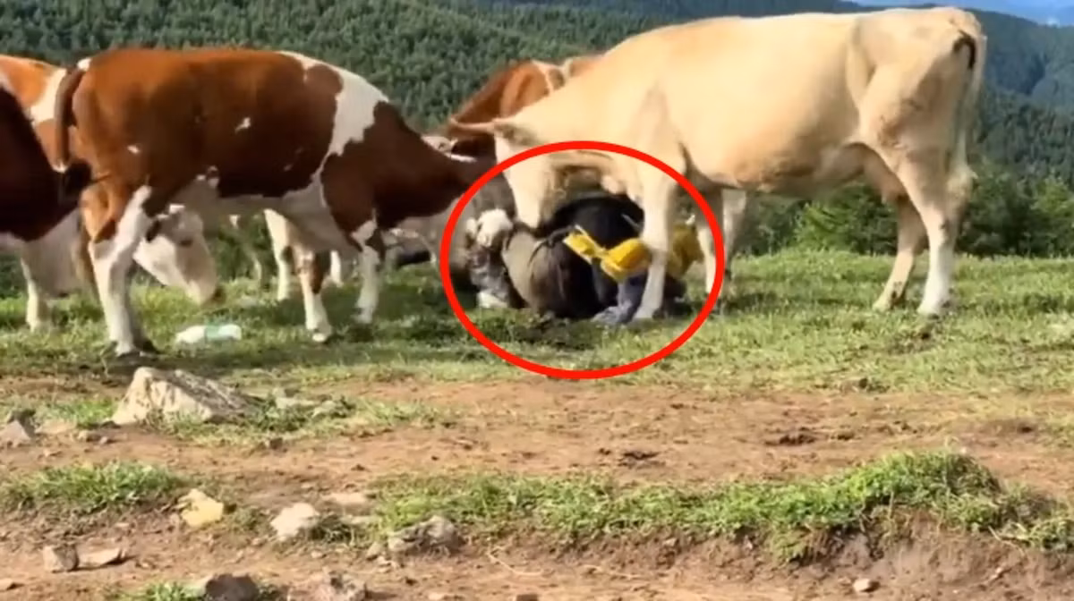 Phản hồi về sự cố, đại diện ban quản lý khu thắng cảnh Ngũ Đài Sơn đã khẳng định rằng những con bò này sống trên núi quanh năm, rất có linh tính, biết quan sát môi trường xung quanh và thường không tấn công người. Họ cho rằng nguyên nhân hoàn toàn xuất phát từ vấn đề về phẩm chất cá nhân của du khách.