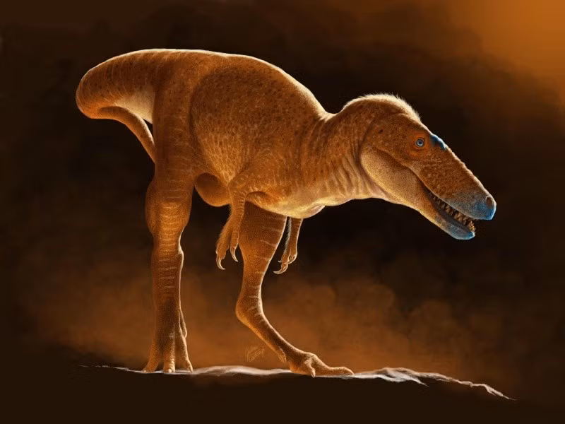 Nghiên cứu mới được đăng trên tạp chí khoa học danh tiếng Nature đã đặt tên cho loài khủng long mới này là Khankhuuluu mongoliensis, có nghĩa là "Hoàng tử rồng của Mông Cổ". Theo các nhà nghiên cứu, hai bộ xương được nghiên cứu có niên đại khoảng 86 triệu năm tuổi, thuộc về thời kỳ cuối kỷ Phấn trắng. Điều đặc biệt là, loài này được xác định là tổ tiên chung gần nhất được biết đến của tất cả các loài khủng long bạo chúa sau này, bao gồm cả "vua khủng long" Tyrannosaurus rex (T-Rex).