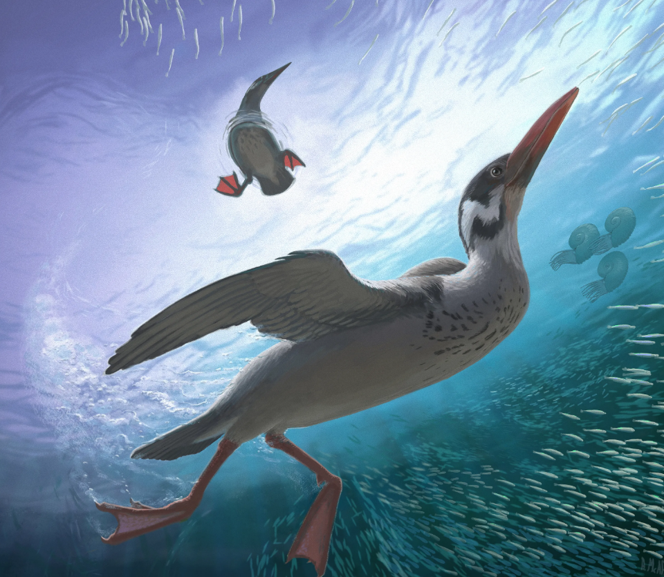 Vegavis iaai, sống vào cuối kỷ Phấn trắng, khi khủng long bạo chúa Tyrannosaurus rex thống trị Bắc Mỹ cho đến khi một tiểu hành tinh có kích thước lớn đâm vào Trái Đất, khiến loài khủng long tuyệt chủng, nhưng loài chim này có thể đã sống sót sau sự kiện tuyệt chủng hàng loạt kể trên. Ảnh: @ Smithsonian Magazine.