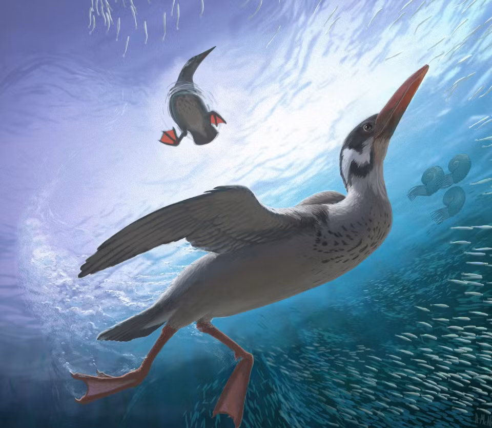 Vegavis iaai, sống vào cuối kỷ Phấn trắng, khi khủng long bạo chúa Tyrannosaurus rex thống trị Bắc Mỹ cho đến khi một tiểu hành tinh có kích thước lớn đâm vào Trái Đất, khiến loài khủng long tuyệt chủng, nhưng loài chim này có thể đã sống sót sau sự kiện tuyệt chủng hàng loạt kể trên. Ảnh: @ Smithsonian Magazine.