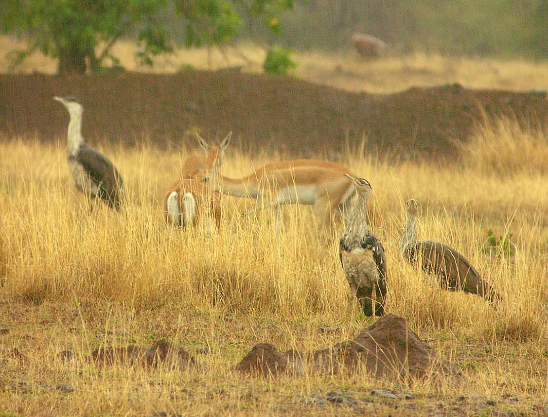 Vùng đồng cỏ Boramani thuộc huyện Solapur, bang Maharashtra, một khu vực ngày nay nổi tiếng về bảo tồn động vật hoang dã hơn là khảo cổ học. Ảnh: @Deccan College.