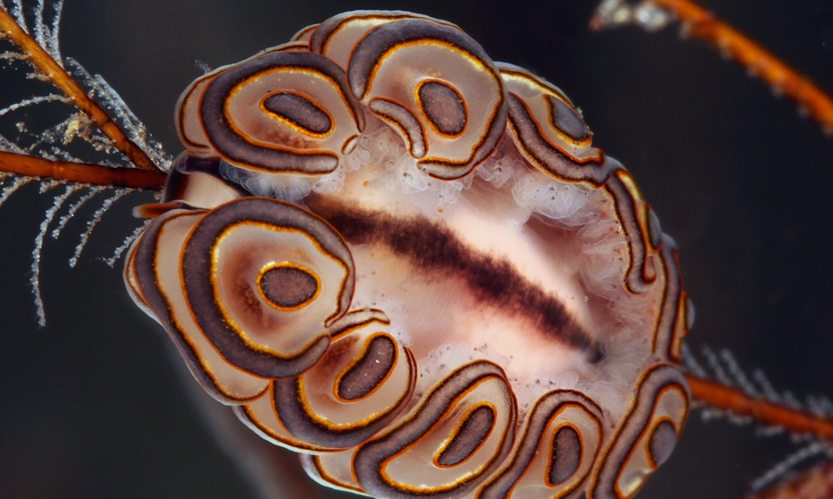 Doto greenamyeri là một loài sên biển, thuộc phân họ Dotidae. Ảnh: @reefguide.