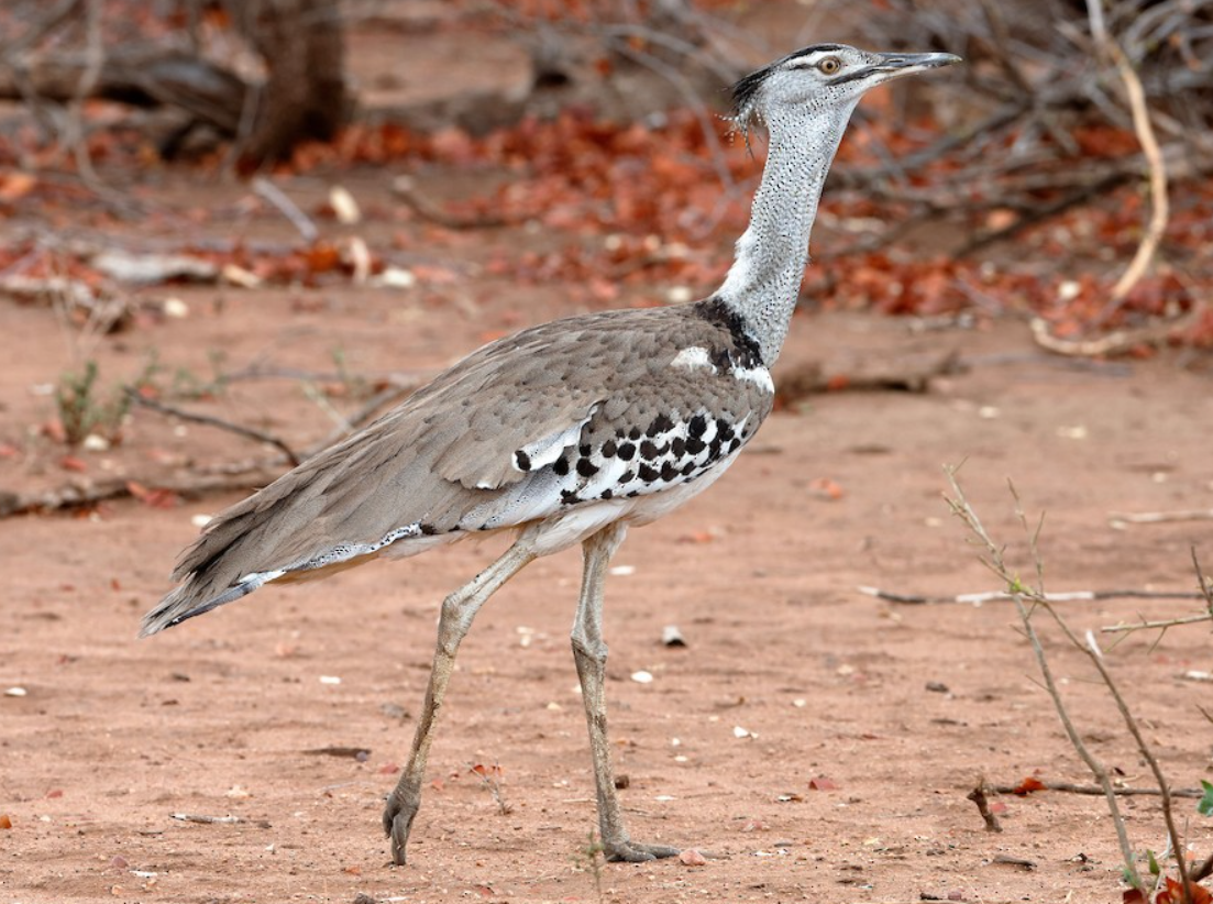 Ở loài chim này, con đực nặng từ 11-19 kg, có con đặc biệt nặng tới 20 kg, cơ thể dài 120 đến 150 cm, cao 71–120 cm và có sải cánh dài khoảng 230 đến 275 cm. Ảnh: @eBird.