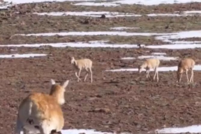 Thành công của điệp viên robot linh dương không chỉ dừng lại ở việc quan sát. Nó còn là một minh chứng cho tiềm năng to lớn của công nghệ robot và trí tuệ nhân tạo trong công tác bảo tồn. Trong môi trường khắc nghiệt như Khả Khả Tây Lý, nơi các nhân viên kiểm lâm phải đối mặt với tình trạng thiếu oxy, nhiệt độ đóng băng và địa hình hiểm trở, việc tuần tra và giám sát luôn là một nhiệm vụ đầy rủi ro.