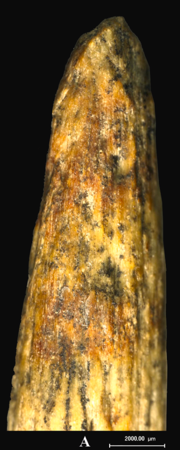 Nghiên cứu kết luận rằng, người Neanderthal, những người từng sinh sống ở một số vùng của châu Âu và Tây Á trong Thời Kỳ Đồ Đá Giữa, có khả năng đã tự tạo ra vũ khí này một cách độc lập, không liên quan gì đến người Homo sapiens sơ khai. Ảnh: @Liubov Golovanova.