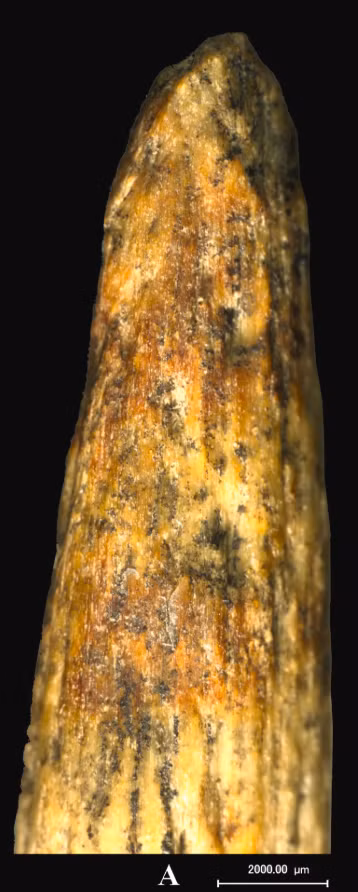 Nghiên cứu kết luận rằng, người Neanderthal, những người từng sinh sống ở một số vùng của châu Âu và Tây Á trong Thời Kỳ Đồ Đá Giữa, có khả năng đã tự tạo ra vũ khí này một cách độc lập, không liên quan gì đến người Homo sapiens sơ khai. Ảnh: @Liubov Golovanova.