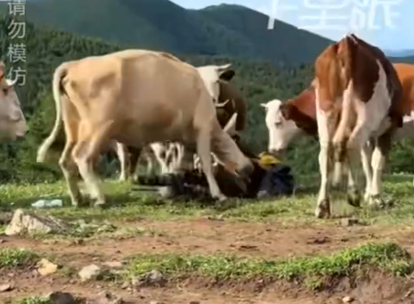 Vụ việc này một lần nữa gióng lên hồi chuông cảnh báo về tầm quan trọng của việc giáo dục ý thức cho du khách khi tương tác với thiên nhiên và động vật hoang dã. Sự tôn trọng và hiểu biết là chìa khóa để đảm bảo một trải nghiệm du lịch an toàn và hài hòa cho cả con người và các loài vật.