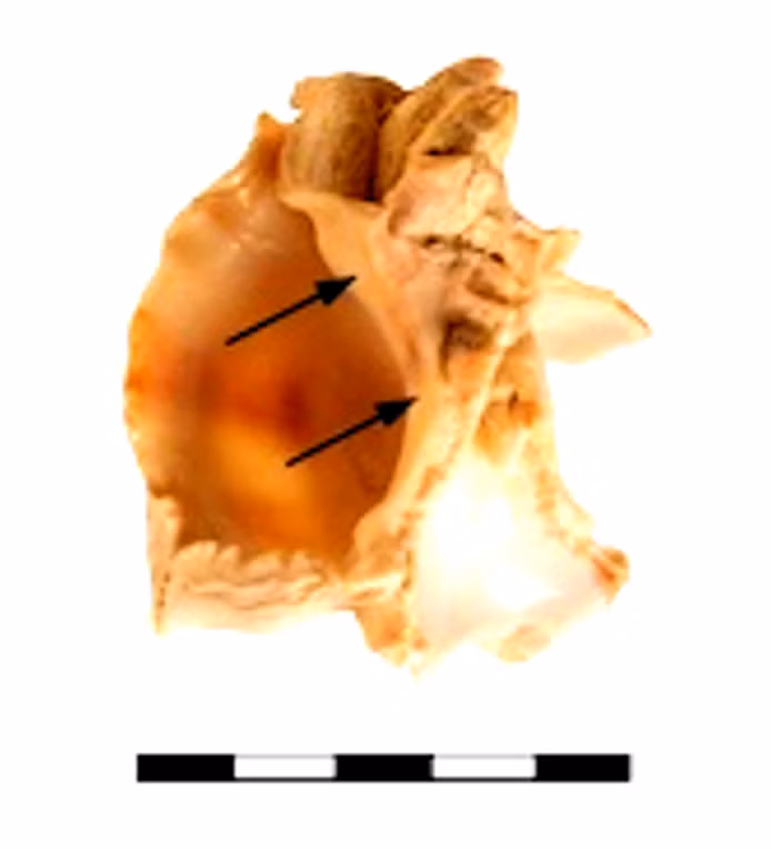 Quan trọng hơn, các chuyên gia cũng phát hiện ra tàn tích của vỏ ốc sên nghiền nát được sử dụng trong quá trình chế tạo thuốc nhuộm tím. Ảnh: @Đại học Paris Lodron Salzburg.