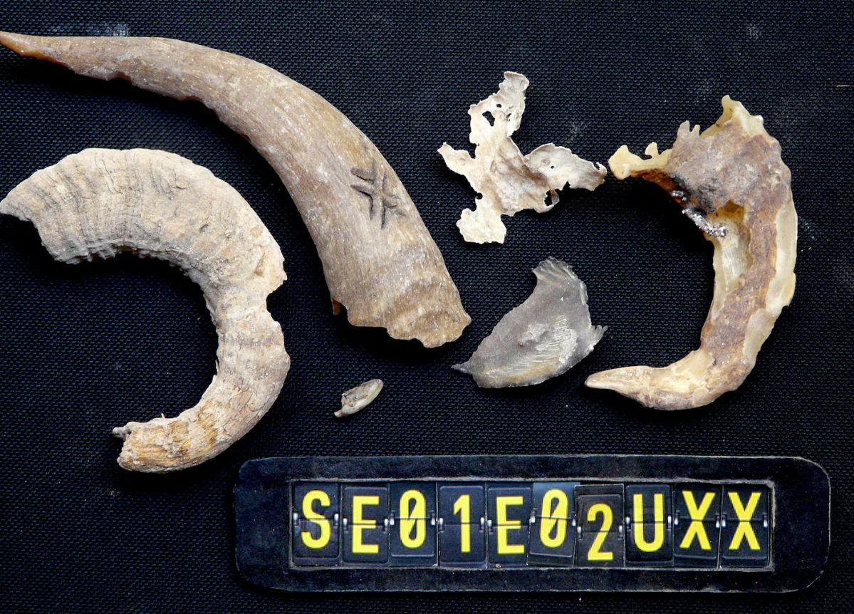 Bên trong chiếc tổ này, nhóm chuyên gia tìm thấy hài cốt chim con kền kền, cùng một ít vỏ trứng. Ảnh: @Viện Khảo Cổ Học Tây Ban Nha.