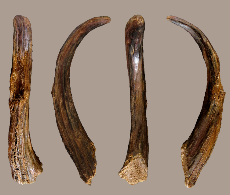 Phân tích độ hao mòn của công cụ cho thấy, chúng được sử dụng để tìm kiếm thức ăn và để khoan lỗ trên mặt đất. Ảnh: @Bảo tàng Quốc gia Tây Ban Nha.