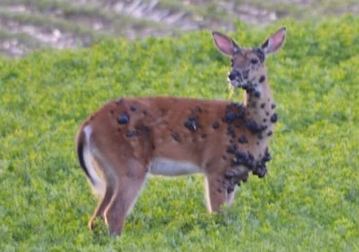 Bác sĩ Omer Awan từ Trường Y Đại học Maryland giải thích, thời tiết ấm lên trên toàn cầu đã tạo điều kiện lý tưởng cho các loài côn trùng mang mầm bệnh như muỗi và ve sinh sôi, nảy nở và mở rộng phạm vi hoạt động của chúng. "Những căn bệnh vốn chưa từng xuất hiện ở một khu vực, nay lại trở thành bệnh đặc hữu", ông nói. Bệnh Lyme là một ví dụ điển hình, nó đang dần xuất hiện ở những vùng phía bắc xa xôi hơn như miền nam Canada hay bang Maine của Mỹ.