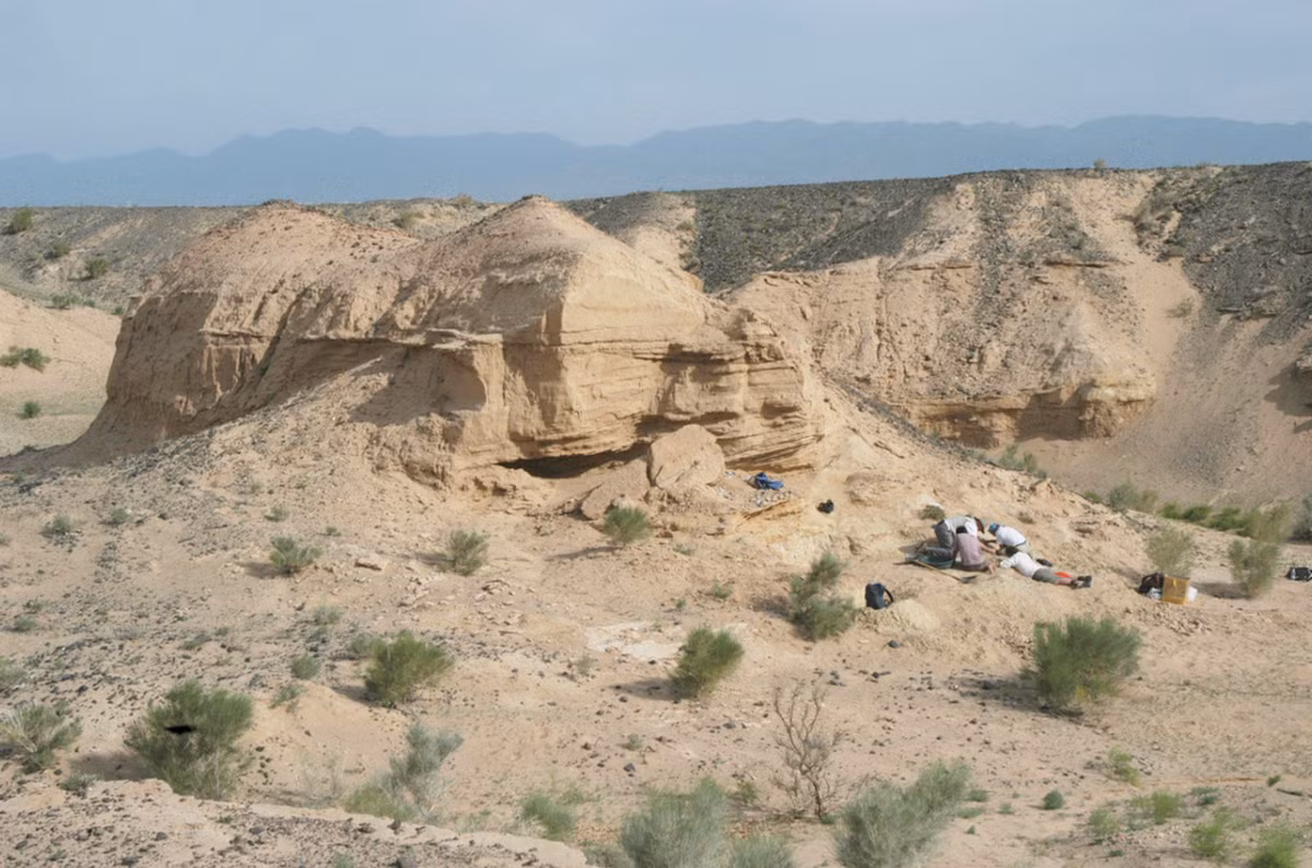 Khi tiến hành khai quật tại địa điểm Nemegt thuộc lưu vực Nemegt ở sa mạc Gobi của Mông Cổ, các nhà cổ sinh vật học đến từ trường Đại học Hokkaido bất ngờ tìm thấy bộ xương động vật thời tiền sử. Ảnh: @Đại học Hokkaido.