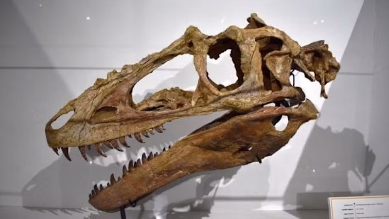 Loài khủng long "Hoàng tử rồng" mới này cũng cung cấp cái nhìn sâu sắc về giai đoạn tiến hóa sớm của các đặc điểm cốt lõi làm nên sự đáng sợ của khủng long bạo chúa, đặc biệt là cấu trúc hộp sọ liên quan đến lực cắn cực mạnh của chúng.